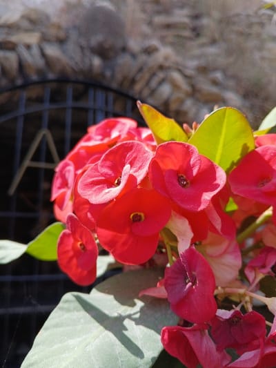 The scene depicts a close-up, outdoor view of a cluster of red-orange *Euphorbia milii* (Crown of Thorns) flowers with green leaves, positioned in the foreground and in sharp focus. Direct sunlight illuminates the flowers and casts shadows on several leaves. In the blurred midground, a dark, vertical-barred metal gate or fence with an arched top is partially visible, showing a partial letter "A" on its left side. An out-of-focus stone wall or archway, constructed from light brown/tan stones, forms the background. The location is the city of San Joaquín, Venezuela. No individuals are present.