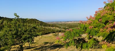 This is a panoramic landscape photograph taken outdoors in Πετράλωνα, Greece. The scene depicts a hilly terrain covered with dense green trees, primarily olive trees, stretching towards the horizon. In the middle ground, a body of water, likely the sea, is visible under a clear blue sky, with a distant coastline dotted with buildings. In the foreground, a flowering tree with delicate pink blossoms and feathery green leaves is prominent on the right side of the frame. To the left, another tree with lush green foliage stands. The ground is covered with dry, yellowish grass, and shadows from the trees are cast across it. The overall impression is one of a sunny, rural Mediterranean landscape.