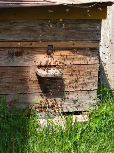 The image shows a close-up, eye-level view of a wooden beehive on a sunny day, with a dense growth of green grass in the foreground. A large number of bees are actively flying around and on the exterior of the hive. The hive itself is constructed from horizontal wooden planks with visible grain patterns and appears weathered. A wooden landing board is attached to the front of the hive, with many bees clustered on and around it. A dark, rectangular opening, the hive entrance, is visible above the landing board, with a metal fixture on its top edge. Some bees are in flight, captured as motion blurs, while others are stationary on the hive's surface. The background reveals more of the wooden structure of the hive and a light-colored, possibly painted, vertical surface on the right side. The overall impression is one of a lively apiary, with the bees engaged in their daily activities. This scene is located in Navadvorskiselski Selsoviet, Belarus.