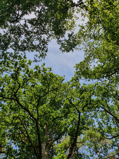 This is a low-angle shot looking up into the canopy of a deciduous forest, likely in Falkensee, Germany. The leaves are lush and green, suggesting it is late spring or summer. The sky is a clear blue with some wispy white clouds, visible through the gaps in the foliage. The overall impression is one of natural beauty and tranquility.