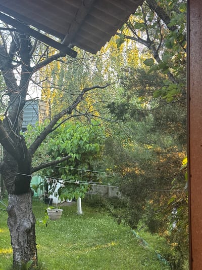 The image depicts a slightly overgrown backyard scene in Balivka, Ukraine, bathed in the warm, golden light of late afternoon or early evening. The camera is positioned looking upwards through the branches of a large, gnarled tree, which dominates the foreground and left side of the frame. Its thick, dark bark is textured and weathered, hinting at its age.
Through the tree's branches, a lush green lawn stretches out, interspersed with small white flowers. A white garden hose is visible, trailing across the grass and towards a light-colored pot containing a small plant. The pot is situated on the grass, with thin wires or strings extending from it upwards and to the left. Behind the pot, a section of a light blue, corrugated metal building is partially visible. Further into the background, a wooden fence can be seen, partially obscured by dense green foliage.
The overall impression is one of a peaceful, somewhat wild, and naturalistic garden setting. The dappled sunlight filtering through the leaves creates a dynamic interplay of light and shadow, enhancing the natural beauty of the scene. There is no visible text in the image, and no people are present, suggesting a moment of quiet solitude in the backyard. The weather appears to be fair, with clear skies implied by the bright sunlight.