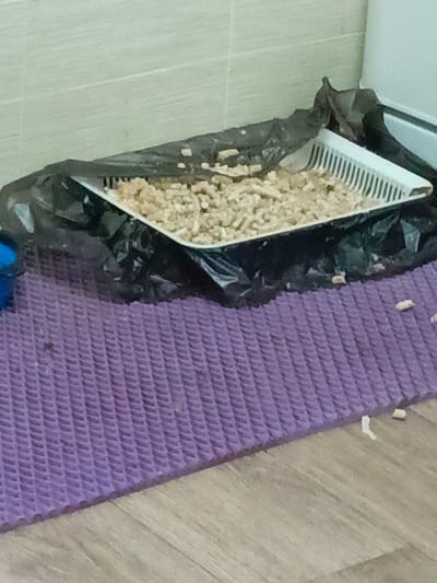 The image depicts a litter box filled with light-colored pellets, placed on a black plastic liner. The litter box itself is white and rectangular with a grate. The liner is spread out on a textured purple mat, which is situated on a wooden floor. In the background, a tiled wall is visible, and a white baseboard runs along the wall. The scene appears to be indoors, likely in a residential setting. There is no indication of the city of Bogatye Saby, Russia.