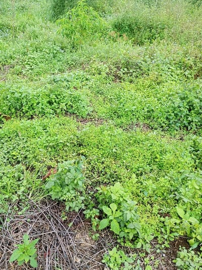 The scene depicts an overgrown patch of land in the city of Abbireddygudem, India. The foreground and midground are covered in dense, varied green vegetation, consisting of a mix of broadleaf plants, grasses, and small shrubs. Patches of dark, exposed soil and an accumulation of dry, brittle branches and twigs are visible in the lower left portion of the image, where the vegetation is less dense. A slightly taller, light green plant stands near the center-top. The background shows further dense vegetation. No people, animals, or man-made structures are visible. The lighting suggests natural daylight.