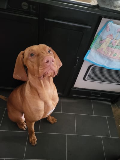A reddish-brown, short-haired dog, likely a Vizsla, is depicted seated on a dark grey tiled floor indoors. The dog, positioned towards the center-left of the frame, faces slightly upwards and to the right with an attentive expression; its ears are flopped, and its snout shows minor creasing. Its front paws are placed together, and a small patch of white fur is visible on its chest. In the background, a dark, potentially black, cabinet or counter unit is visible behind the dog. To the right, a light-colored appliance or surface is partially obscured by a light blue and pink cloth, patterned with windmills and houses. Below this cloth, a horizontally slatted vent is discernible. The floor consists of rectangular dark grey tiles with light grey grout lines. No discernible visual information within the image confirms the location as Elderslie, United Kingdom.
