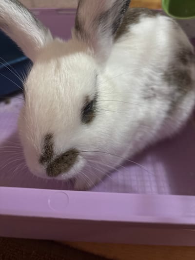 A close-up, eye-level shot shows the head and upper body of a young white and brown rabbit. The rabbit is inside a pale lavender plastic container. Its ears are long and pointed, with greyish-brown markings. One eye is visible, dark with a brown patch above it. The rabbit's nose is small and brown, with white whiskers fanning out. Its fur is soft and fluffy, with patches of brown fur scattered across its white coat. The background is out of focus, with a hint of a green object in the upper right corner. The lighting is soft, casting a gentle glow on the rabbit's fur. There are no people or any indication of the city of Zabardo, Bulgaria, in this image.