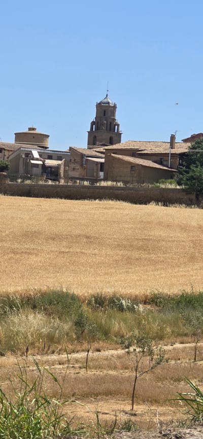 The image displays a rural village scene in Angüés, Spain, under a clear blue sky, suggesting a sunny day. The primary subjects are traditional stone buildings with terracotta tile roofs, a prominent bell tower, and a circular structure, likely part of the village's architecture, possibly a church. These buildings are clustered together and appear to be made of weathered stone. Adjacent to the village is a large field of dry, golden wheat, indicating a harvest season. The field extends across the majority of the frame, with a strip of green vegetation and some thin trees bordering it on the right. A stone wall runs along the edge of the village and the wheat field. There are no people visible in the image, and the overall impression is one of a serene, historic rural setting. The image is oriented vertically, with the sky at the top and the ground at the bottom.
