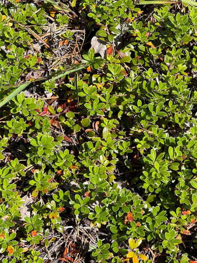 The image is a close-up, overhead shot of a dense ground cover of small, green, leathery leaves. The plants appear to be a type of evergreen shrub, possibly a lingonberry or cranberry plant, given the low-growing habit and the small, ovate leaves. The leaves are mostly a vibrant green, but some are tinged with red and brown, suggesting a transition in seasons or stress. The ground beneath the foliage is a mix of dry pine needles, twigs, and some decaying leaves, indicating an outdoor, likely wooded or heathland setting.
The lighting suggests it is daytime, with sunlight casting dappled shadows through the canopy of leaves. The overall impression is one of lush, natural growth, typical of a forest floor or wild garden. There are no people or animals visible, and no objects are present besides the vegetation and the natural ground material. The scene is static and peaceful, conveying a sense of untouched nature. There is no visible text in the image. The location context of the Town of Southampton, USA, suggests a temperate climate where such ground cover might be found.