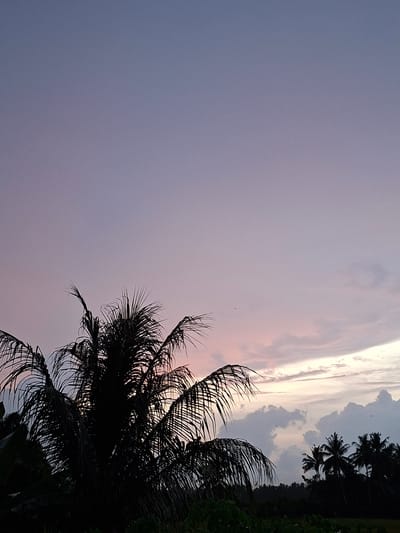 The image captures a serene sunset sky over Meunasahdayah, Indonesia. The dominant subject is the sky, painted in soft hues of lavender and pink, with streaks of white clouds illuminated by the setting sun. Silhouetted against this colorful backdrop are the distinctive fronds of palm trees, their dark, feathery leaves creating a stark contrast with the illuminated sky. Further in the background, a dense line of palm trees forms a dark horizon, interspersed with what appears to be lush greenery, hinting at a tropical landscape.
The time of day is clearly sunset, as indicated by the vibrant colors in the sky and the silhouetted forms. The weather appears calm, with soft, wispy clouds suggesting a peaceful evening. The presence of numerous palm trees strongly suggests a tropical or coastal location, which is consistent with the provided location context of Meunasahdayah, Indonesia.
There are no people or distinct objects visible in the foreground or midground, focusing the viewer's attention entirely on the natural beauty of the sky and the tropical vegetation. The overall mood conveyed by the image is one of tranquility and natural splendor, typical of a beautiful sunset in a tropical setting. There is no visible text in the image.