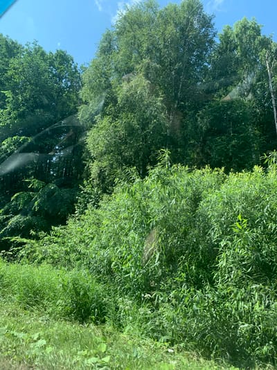 The image depicts a dense, green landscape under a bright blue sky with scattered white clouds. The foreground is filled with tall, lush green grass and other vegetation. Behind this, a thick wall of various green bushes and trees dominates the scene, with some trees reaching high into the sky. The foliage is so dense that it creates a shaded, darker area within the treeline. Sunlight filters through the leaves, creating patches of light and shadow. There are some visible reflections on what appears to be a window or glass surface, indicating the photo may have been taken from inside a vehicle. The overall impression is one of a natural, overgrown environment, likely a rural or undeveloped area, and does not contain any discernible human activity or specific landmarks that would pinpoint its exact location within Doma 78 Km, Russia.