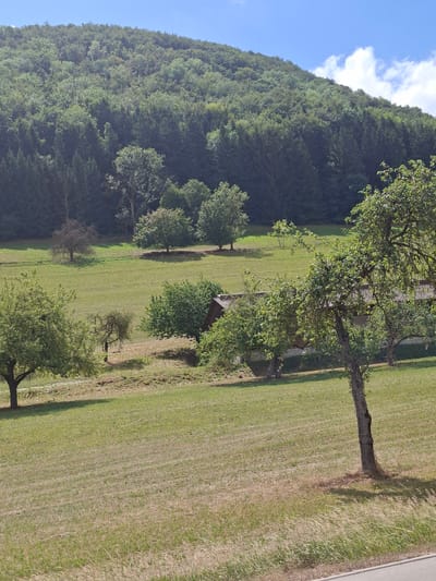 The image depicts a pastoral landscape dominated by a gently sloping, tree-covered hill in the background. The hill is densely populated with a mix of deciduous and coniferous trees, creating a rich green texture under a clear blue sky with scattered white clouds. In the mid-ground, there is a large, open grassy field, appearing to be recently mowed, with some patches of dry grass. Scattered throughout this field are several trees of varying sizes and types. Some are mature with full canopies, while others are younger or appear to be fruit trees.

Further in the mid-ground, nestled among the trees, is a building with a dark, sloped roof, possibly a barn or a small house. The building is partially obscured by the surrounding vegetation. In the foreground, a large, gnarled tree with a prominent trunk and spreading branches occupies the right side of the frame, casting a shadow on the grassy ground. The grass in the foreground is also dry and sparse in some areas, with longer blades of grass visible along the bottom edge of the image. A thin, light-colored line, possibly a road or path, is visible at the very bottom edge. The overall impression is one of a tranquil rural setting in the vicinity of Bad Ditzenbach, Germany, characterized by natural beauty and agricultural elements.