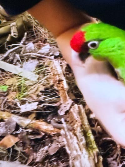 A close-up, slightly blurry, high-angle shot captures a person's hand holding a vibrantly green parrot with a distinctive red patch on its forehead. The parrot's eye is clearly visible and appears dark with a white iris. The background is a textured ground covered in dry leaves, twigs, and some lighter-colored detritus, suggesting an outdoor environment. The person's arm, covered by a dark sleeve on the upper left, is visible, along with their hand which is pale pink and somewhat out of focus. The image does not provide information to determine the specific location in Springboro, United States of America.