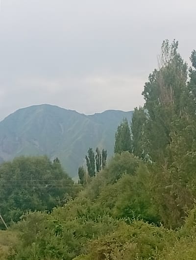 The image captures a landscape with rolling hills covered in lush green vegetation, featuring a variety of trees. In the background, a large mountain range dominates the horizon, its slopes appearing weathered and striated. The sky is overcast with a soft, diffused light. The foreground is densely populated with trees and bushes, suggesting a natural, undeveloped area. The scene depicts a serene, rural environment, likely in the city of Tash-Moinok, Kyrgyzstan, characterized by its natural topography and abundant greenery.