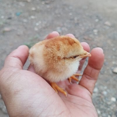 A human hand, displaying a medium-dark skin tone, gently cups a small chick in the city of Ketowan, Indonesia. The chick, primarily light brown to orange with some white plumage on its underside, is oriented with its head facing towards the right side of the frame, its small beak visible, and its eyes appearing partially closed. Its slender, orange-colored legs are extended downwards within the palm. The background consists of a blurred, gravelly dirt surface.