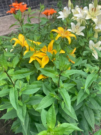 This is a close-up, eye-level, outdoor shot of a garden bed filled with lily flowers and foliage. The lilies are in various stages of bloom, with colors including bright orange, yellow with dark speckles, and white. The foliage is lush and green, dominating the foreground and midground. The background is out of focus, showing hints of a brick wall, concrete, and possibly a hose or cable. There are no people or animals visible in the image. The scene appears to be a residential garden.
