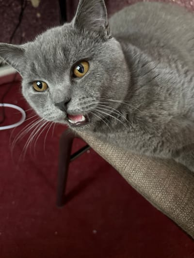 A gray cat rests on a tan upholstered chair, set against a red surface. The cat's head is tilted, revealing amber eyes, long white whiskers, and a partially visible pink tongue. The cat's gray fur appears plush. The scene is brightly lit, emphasizing the cat's features.