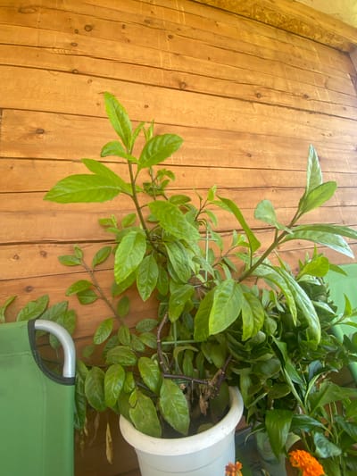 The image shows a potted green plant with large leaves in front of a wooden wall. The wall is made of horizontal planks of wood with visible knots and grain. The plant is in a white pot, and part of a green chair with a metal armrest is visible to the left of the plant. In the lower right corner, an orange flower is partially visible. The scene appears to be outdoors, possibly on a porch or balcony. The location is identified as the city of Betuntsy, Russia. There are no people or animals in the image, and no specific actions or interactions are depicted.