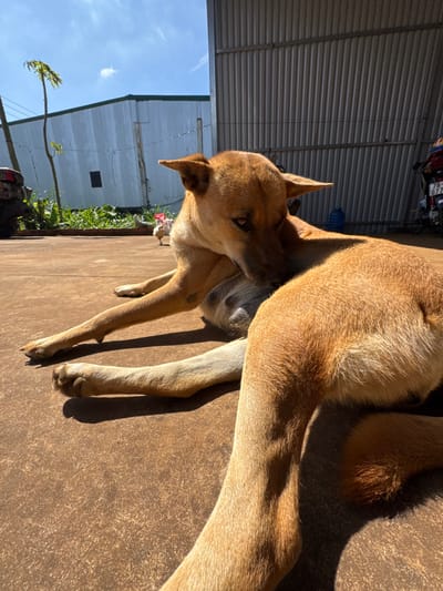 A light brown dog rests outdoors on a sunlit surface, possibly concrete or asphalt. The dog is positioned diagonally in the frame, facing left and slightly towards the camera. Its head is turned, and it appears to be licking or grooming its leg. The background includes a corrugated metal structure, possibly a building or fence, a sliver of blue sky, and some greenery. A motorcycle is visible in the top left corner. The scene conveys a sense of peaceful relaxation.