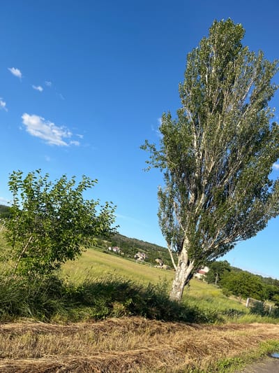 An outdoor, eye-level shot captures a rural landscape on a clear, sunny day in Konopliane, Ukraine. In the foreground, dry, matted grass lies on the ground. To the left, a small, leafy green tree stands. Dominating the right side of the frame is a tall, slender tree with pale bark and abundant green foliage. Beyond the trees, a gentle, green slope rises, dotted with houses and what appears to be a soccer field. The sky above is a vibrant, cloudless blue, with a few wispy white clouds scattered towards the top left.