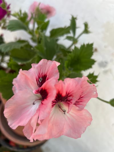 The image is a close-up, shallow depth of field shot of two pink geranium flowers with dark maroon centers. The flowers are in focus, while the green foliage and a white background are blurred. One flower is slightly in front of the other, with its petals overlapping. The petals have delicate veins and a slightly ruffled edge. The stamens and pistil are visible in the center of the flowers. The context provided about Belo pole, Bulgaria, is not reflected in the visual information of the image.