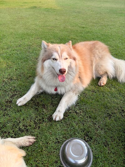 A tan and white Siberian Husky dog lies on its back on green grass. Its tongue is sticking out, and it's wearing a red collar. A shiny, silver metal bowl sits on the grass near the dog. Part of another dog, presumed to be of similar coloring, is in the lower right corner. The location is Tha Sala, Thailand.