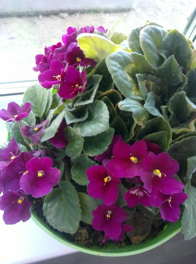 A potted African violet plant with numerous vibrant purple flowers and fuzzy green leaves is displayed on a windowsill. The background is blurred, suggesting a residential setting, possibly a home in Тагильское, Kazakhstan. The plant appears healthy and well-cared for, with a rich display of blooms. The lighting suggests it is daytime, with natural light illuminating the plant from the window. No people are present in the image.