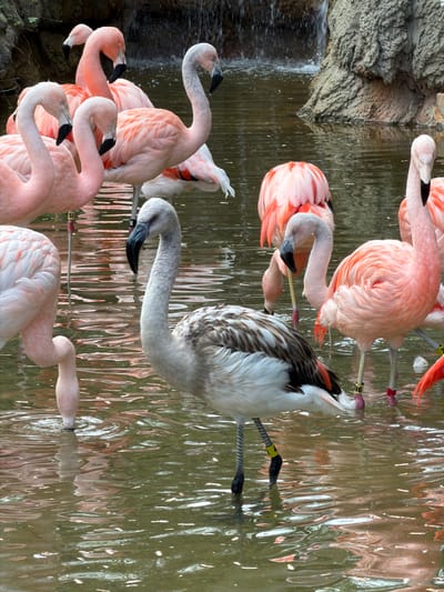 The image shows a group of flamingos in a body of water, possibly a pond or lake. The birds are standing in the water, and some are preening their feathers. The environment includes rocks, water, and possible foliage or other natural elements. The location is likely within the city of Atlanta, United States of America, given the prompt.