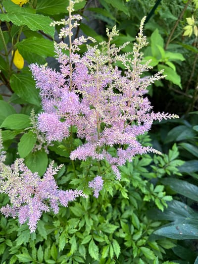 This is a close-up, medium-angle, eye-level outdoor shot of pink astilbe flowers in bloom. The flowers are clustered on tall, wispy stalks and are surrounded by lush green foliage. A few yellow leaves are visible in the upper left corner. The background is a mix of dark green leaves and some out-of-focus greenery, suggesting a garden setting. The lighting is natural and somewhat diffused, indicating it may be a cloudy day or the flowers are in shade. The image was taken in the city of Zalessye, SNT, Russia.