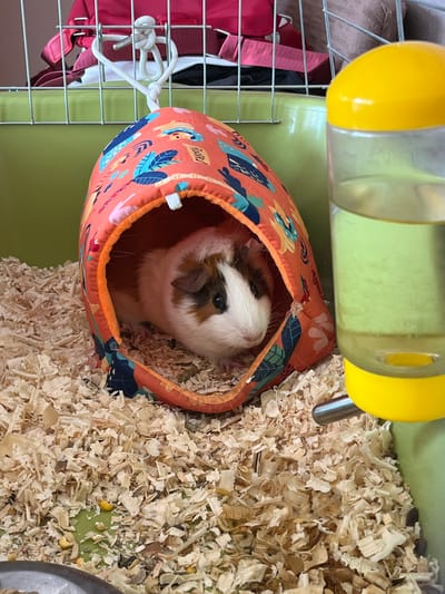 The image shows a guinea pig peeking out of a colorful fabric hideaway in its cage. The hideaway is orange with a pattern of tropical leaves and cartoonish animals. The guinea pig has white, brown, and black fur. It is nestled in wood shavings, which fill the bottom of the cage. In the background, a green plastic water bottle with a yellow nozzle is visible, attached to the cage bars. The cage appears to be indoors, possibly in a home in Batak, Bulgaria, given the location context. The lighting suggests it is daytime. There is no discernible text in the image.