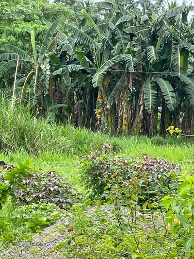 The image shows a dense, overgrown area in Hijo, Philippines. On the left, a thick cluster of banana trees dominates the view. The ground is covered in tall, wild grass that transitions to more dense vegetation on the right side of the frame. The right side of the image features a variety of trees, bushes, and foliage, with a mix of green and reddish-brown leaves. A weathered, possibly decaying tree trunk is visible amidst the green overgrowth. There are no people, interactions, or distinct objects beyond the vegetation in the image.