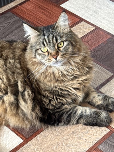 The image shows a long-haired tabby cat lying on a tiled floor. The cat has green eyes and is looking directly at the camera. The floor is made up of square tiles in various shades of brown and cream. The image is a close-up shot of the cat, with the background slightly out of focus. There is no indication of the city of Postol, Russia, or any other location.