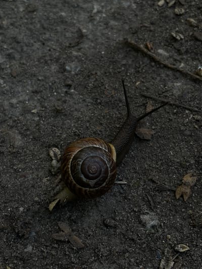 This image features a snail with a spiral shell, moving across dark, granular soil. The snail's body is dark and textured, with two prominent antennae extended forward. The shell is a rich brown with darker concentric circles. The ground is composed of small pebbles and dirt, with a few dried leaves scattered around, suggesting an outdoor setting. One leaf in particular, near the upper right of the image, has a distinctive three-lobed shape. A thin, twig-like object lies diagonally across the left side of the frame. The lighting appears to be dim, casting subtle shadows and contributing to the dark, earthy tones of the scene. The overall impression is one of quiet observation of nature, likely in a natural or garden environment. There is no visible text in the image. The location context of Sergiyev Posad, Russia, would place this scene in a temperate climate, possibly during late spring, summer, or early autumn when snails are active and leaves are drying. The subdued lighting might indicate an overcast day or early morning/late evening.