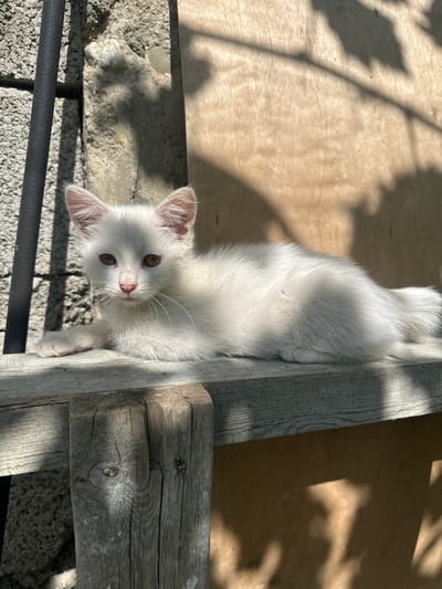 A fluffy white kitten with light brown eyes is resting on a wooden beam in Subutli-Miatli, Russia. The kitten is positioned on the right side of the beam, facing left, with its body slightly curved. Sunlight casts shadows of leaves and branches on the scene, dappling the kitten and its surroundings. The background consists of a rough stone wall on the left and a wooden panel on the right. A black hose lies vertically along the left edge of the stone wall. The overall environment appears to be outdoors, possibly in a yard or construction area.