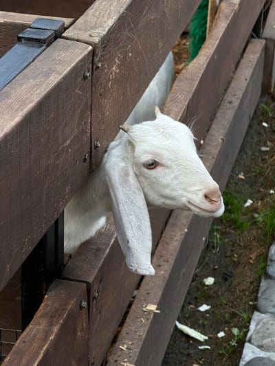 A white goat with small horns is captured looking upwards through a gap in a wooden structure, likely a feeding pen or gate. The goat's body is mostly hidden within the opening, with its head and one leg visible. The wooden structure is made of dark brown planks, fastened with bolts and black metal brackets. The background shows dark soil and some vegetation, possibly grass and small plants. The location is Polivanovo, Russia.
