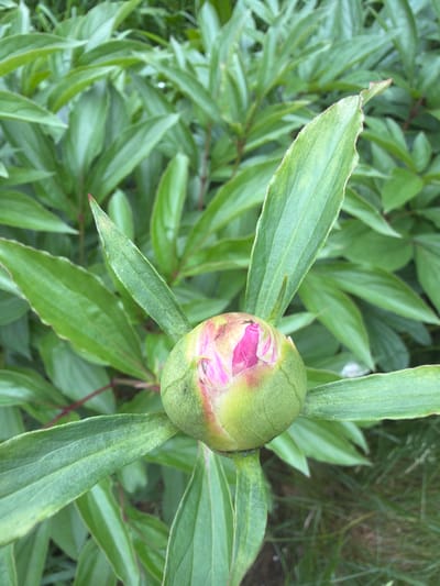 An overhead shot shows a single peony bud, not yet fully bloomed, with delicate pink petals peeking out from a green calyx. The bud is centrally located within a dense cluster of lush green leaves, typical of a peony plant in its natural habitat. The foliage is abundant, with some leaves appearing slightly serrated along the edges. The overall impression is one of nature's quiet beauty, possibly in a garden setting within the peaceful environs of Vaskelovo, Russia. The background is a blur of more green leaves and some hints of dry grass, suggesting an outdoor environment. No people or animals are visible in the frame, focusing the viewer's attention entirely on the nascent bloom.