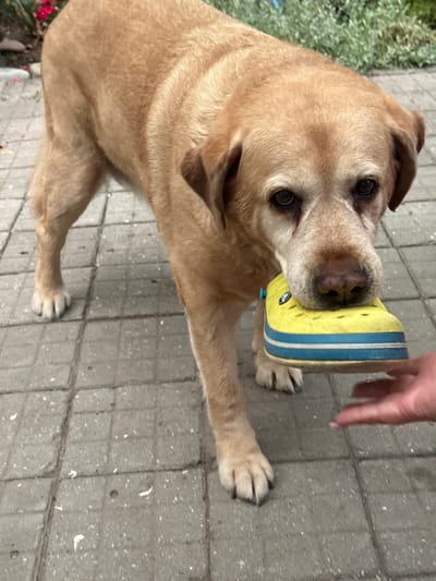 An aging, light brown Labrador Retriever stands on a paved surface, holding a yellow and blue striped Croc shoe in its mouth. The dog's fur appears slightly matted, and its eyes are dark and soulful. In the foreground, a human hand with a pink fingernail is reaching out towards the shoe. The background consists of gray interlocking pavers, with hints of greenery and red flowers visible on the left. The scene is likely outdoors, possibly in a residential area or park. The location specified, Советское сельское поселение, Ukraine, is not directly verifiable from the visual information within the image itself.