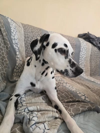 A Dalmatian dog is lying on a bed covered with a patterned blanket in a room. The dog's head is tilted upward, and its gaze is directed off-frame. The environment appears indoors. The location is unknown, and there is no indication that it is in Vinitsa, Bulgaria.