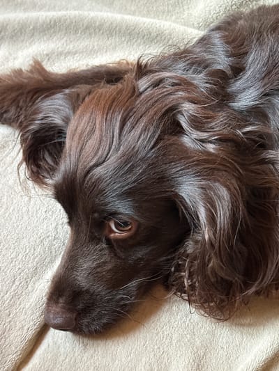 A close-up, high-angle shot shows a dark brown dog with long, wavy fur resting on a beige, textured surface. The dog's head is angled to the left, with its eye visible and looking downwards. The background is out of focus, but appears to be a blanket or similar soft material. The dog's nose is dark and damp. No people or other animals are visible in the image. The image does not contain any identifiable landmarks or clues that would suggest a specific location in Podilsk, Ukraine.