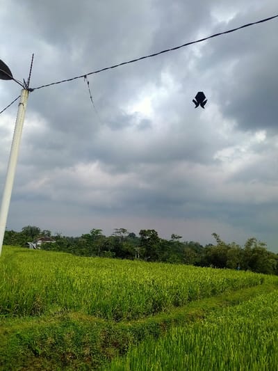 A rural scene under an overcast sky. A lush green field dominates the foreground. A line of trees and a glimpse of a building appear in the distance. Overhead, power lines stretch across the sky, with a black kite suspended near the center. A utility pole stands to the left. The sky is filled with dense, gray clouds.