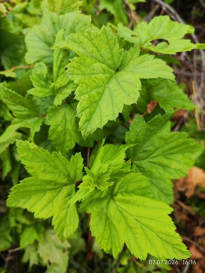 A close-up, high-angle shot captures a cluster of vibrant green leaves, some with serrated edges and prominent veins. The leaves are varied in their orientation and some appear to be layered over each other, creating a textured effect. In the lower right corner, a timestamp "07.07.2026 16:16" is visible. The background is a blur of muted browns and greens, suggesting an outdoor environment with dry leaves and foliage. This image was taken in Konovalovo, Russia.