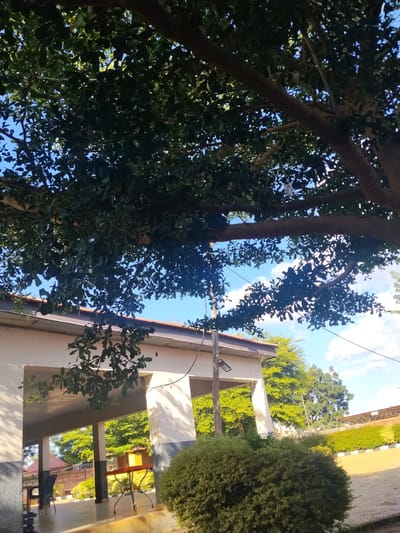 The image depicts an outdoor scene with a covered walkway or patio in the foreground, supported by pillars. A large tree with dark green leaves branches over the walkway, casting shadows and creating a dappled light effect. Beneath the walkway, a round table with a metallic base and a red-orange top is visible, along with chairs. A dense, rounded bush is situated to the right of the walkway. In the background, there are more trees with vibrant green foliage, a building with a white facade and a darker trim, and a fence. The sky is blue with scattered white clouds, suggesting a clear day. The lighting indicates it is likely daytime, possibly late afternoon or early morning due to the warm sunlight. The overall impression is a serene, possibly a public or recreational space, in a tropical or subtropical environment, given the lush greenery. No people are visible in the image. There is no visible text.
