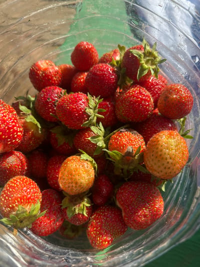 The image displays a close-up, overhead view of a collection of fresh strawberries inside a clear plastic container. The strawberries vary in ripeness, with some exhibiting a bright red hue and others a lighter, orangish-red color. Many of the strawberries have visible seeds and green leafy tops. The plastic container has a textured, ribbed surface, and light reflects off its surface, creating a somewhat blurred effect around the edges of the frame. The background is out of focus, appearing as a soft green and brown blur, possibly indicating an outdoor setting. The lighting suggests it is daytime, with natural light illuminating the fruit. There is no visible text in the image.