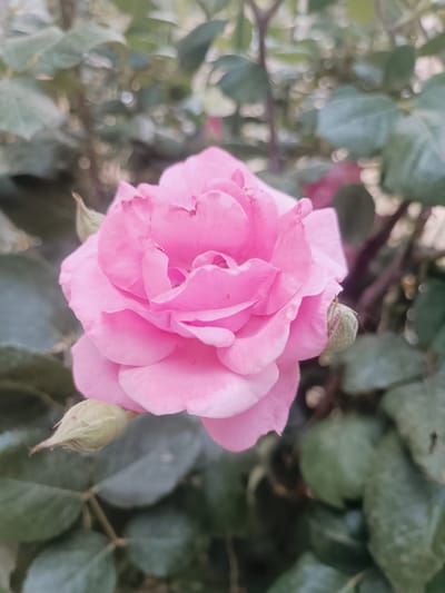 The image is a close-up, eye-level shot of a single pink rose in bloom, surrounded by green foliage and some rose buds. The rose is the main subject, with its delicate petals unfurling and showing a soft, luminous pink hue. The background is softly blurred, creating a bokeh effect that emphasizes the rose. The lighting suggests it might be daytime, possibly morning or late afternoon, with a gentle, diffused light that highlights the flower's texture. The scene is natural and serene, evoking a sense of tranquility and the beauty of nature. There are two small rose buds visible, one to the left and one to the right of the main bloom, hinting at future growth and the cyclical nature of a garden. The surrounding leaves are a deep green, providing a contrasting backdrop to the vibrant pink of the rose. There is no visible text in the image. The setting appears to be a garden or a park, likely in Sumgayit, Azerbaijan, given the provided location context. The overall mood is peaceful and aesthetically pleasing, focusing on the simple elegance of the rose.