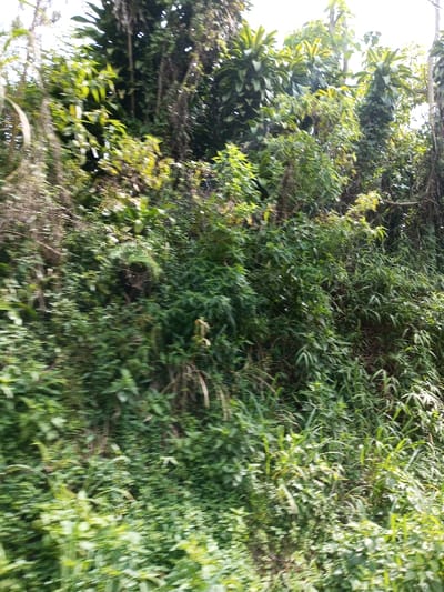 The image displays a densely vegetated natural hillside or embankment, located in Kandenuwara, Sri Lanka. The scene is characterized by an extensive, thick expanse of green foliage, dominated by various species of plants, including broad-leafed trees, smaller shrubs, grasses, and climbing vines that obscure the ground and any underlying structures. The vegetation appears uncultivated and lush. Natural daylight illuminates the scene, with brighter patches visible on the upper foliage, suggesting direct sunlight or proximity to the sky. No human subjects, animals, man-made objects, or discernible actions or interactions are visible within the dense plant growth. A slight motion blur is present, particularly in the foreground elements.