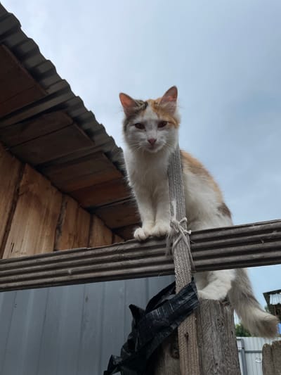 A calico cat is perched on a wooden fence in the village of Baldeyka, Russia. The cat is looking directly at the camera. The background consists of a wooden wall and a cloudy sky. The scene appears to be outdoors.