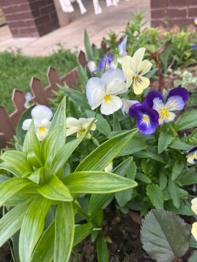 This close-up outdoor image captures a vibrant display of flowering plants within a garden setting, likely a planter box, in Shud'ya, Russia. The scene is dominated by a variety of pansies (Viola x wittrockiana), showcasing a cheerful mix of colors.
Prominently featured are pansies with deep purple and violet petals, often with bright yellow centers. Other blossoms display pale yellow petals with dark linear markings, and white petals with subtle light blue or lavender edges, also featuring distinct yellow centers. These colorful flowers are interspersed among an abundance of green foliage.
A large plant with elongated, light-green leaves forms a striking visual element on the right side of the frame, possibly a lily or similar plant, with its leaves spiraling upwards. Other greenery includes smaller, lighter green leaves and a broad, dark green leaf with a serrated edge, possibly from a rose plant, visible towards the top right. Dark soil is visible around the base of the plants, and a decorative brown, geometric edging or planter material runs along the lower left.
In the blurred background on the left, there is a hint of brown brickwork or paving. The lighting indicates natural daylight, likely under soft sun or an overcast sky, as the colors are rich and vibrant without harsh shadows. No specific activity is occurring, and no text is visible within the image. The overall impression is one of thriving, healthy plant life.