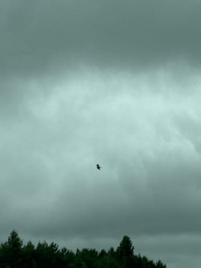 The image depicts a bird in flight against a cloudy, overcast sky. The bird is small and dark, silhouetted against the lighter sky, and its wings appear to be spread. Below the sky, a dark band of trees is visible, suggesting a wooded area. The overall mood is somber due to the gray sky and lack of direct sunlight. The image does not provide any specific information about the city of Alnashi, Russia, nor does it contain any people, specific buildings, or other urban elements.