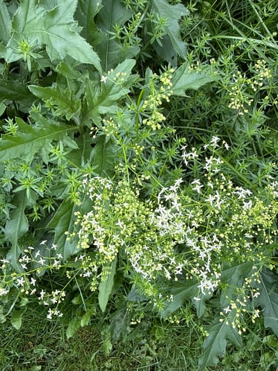 This is a close-up, overhead shot of wild plants, likely in an outdoor, natural setting. The dominant elements are lush green foliage and clusters of small white flowers. The leaves are varied in shape and size; some are broad and deeply lobed with serrated edges, while others are narrow and needle-like, growing in whorls. The flowers are tiny, star-shaped, and appear to be in bloom or bud. The overall impression is one of abundant, untamed vegetation. There are no people or man-made objects visible. The image depicts a natural scene and does not contain any information that would allow for specific identification of its location within the city of Ridabu, Norway, or any other city.