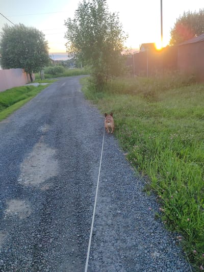 This image depicts a dog on a leash walking on a gravel road in Zhal'skoe, Russia. The dog, a small tan breed with a dark back and tail, is seen from behind, walking away from the camera. A light-colored leash extends from the dog towards the bottom right of the frame. The road is surfaced with dark grey gravel and has patches of lighter-colored dirt. To the right of the road is a dense area of green grass with scattered small pink flowers. The left side of the road is bordered by a light pink corrugated metal fence and more green grass. In the background, trees with green foliage are visible, and the sun is setting, casting a warm glow and highlighting the horizon. Houses and a dark brown fence are also present in the distance. The sky is a pale gradient of blue and pink, indicative of twilight.