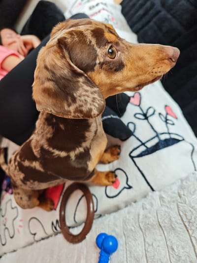 A dapple dachshund puppy with brown and tan marbling is perched on a white, plush blanket adorned with cartoon-like drawings of flowers in pots and speech bubbles with hearts. The puppy is facing to the right, with its head turned and looking upwards and to the right, displaying its keen eyes and slender muzzle. Behind the puppy, a person is lying down, partially visible, wearing a pink t-shirt and black clothing. The setting appears to be indoors, likely a living room, with a dark, soft surface, possibly a couch, visible in the background. On the blanket, near the puppy's paws, are two dog toys: a brown, ring-shaped toy and a blue, spiked ball toy. The overall mood is relaxed and domestic. The lighting suggests it is daytime, but no specific time can be inferred. There is no visible text in the image.