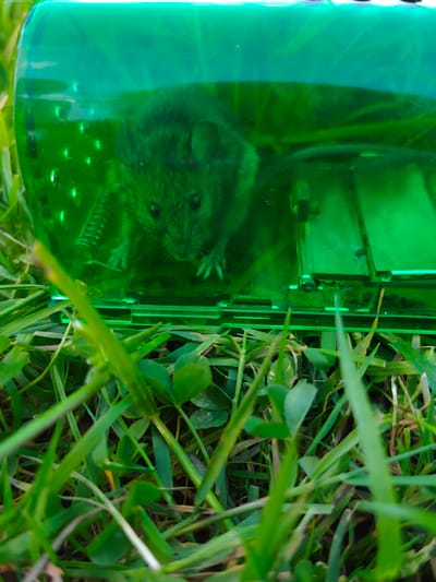 The image presents a close-up, low-angle view of a small, dark-furred rodent, likely a mouse or vole, confined within a transparent, vibrant green plastic live trap. The rodent is positioned centrally within the trap, its small eyes and paws clearly visible as it faces directly towards the camera with a seemingly cautious or wary expression. The translucent green plastic of the trap casts a green tint over the rodent's fur and the interior of the enclosure, where parts of the trap's mechanism, including springs and plastic plates, are discernible.

The trap is situated outdoors on a patch of lush green grass, with blades of grass and some clover-like plants occupying the foreground and surrounding the trap. The natural lighting suggests it is daytime. The focus is sharp on the rodent and the immediate blades of grass in front of the trap, while the background appears softly blurred. No text is visible in the image.